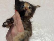 Котёнок Мейн-кун