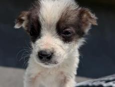 Щенки в добрые руки девочки