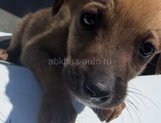 Щенки в добрые руки девочки