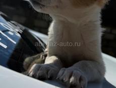 Щенки в добрые руки девочки