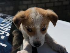 Щенки в добрые руки девочки