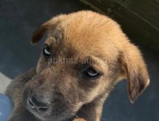 Щенки в добрые руки девочки