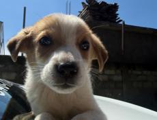 Щенки в добрые руки девочки