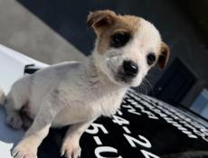 Щенки в добрые руки девочки