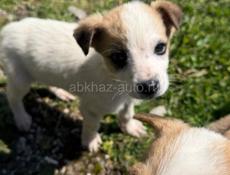 Щенки в добрые руки девочки