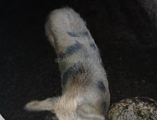 Продаётся свинья