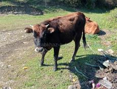 Продаю двугодичную тёлку 