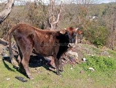 Продаю двугодичную тёлку 