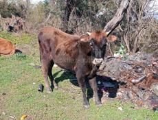 Продаю двугодичную тёлку 
