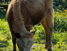 Продаётся телёнок звонить по номеру на ватсап +79409564220 