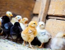 Продаю цыплят 120₽