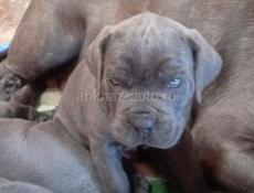 Щенки Кане-Корсо