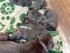 Щенки Кане-Корсо