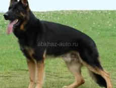 Овчарка немецкая