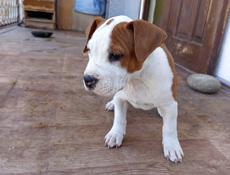 Прадаёца Ам.Став щенок малчик