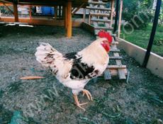 Продаю цыплят петушков, им месяц.