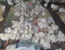 Продаю цыплят петушков, им месяц.