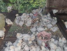 Продаю цыплят петушков, им месяц.