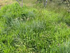 Трава на сено