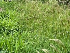 Трава на сено