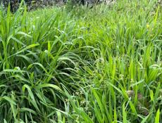 Трава на сено