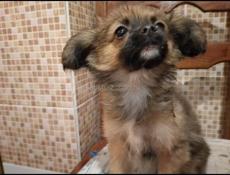 Продаём щенка гибрид Папильона