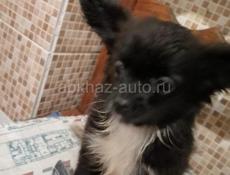 Продаём щенка гибрид Папильона