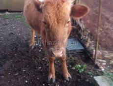 Продаётся корова и телки тельные