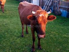 Продаётся корова и телки тельные