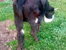 Продаётся корова и телки тельные