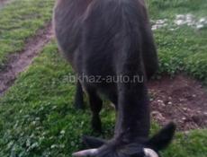 Продаётся корова и телки тельные