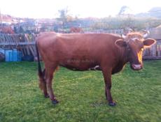 Продаётся корова и телки тельные