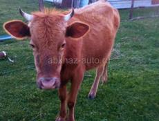 Продаётся корова и телки тельные