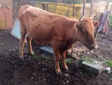 Продаётся корова и телки тельные