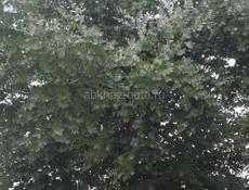 Принимаю эыкалипт круглолисти 