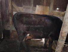 Продам 2 девочек