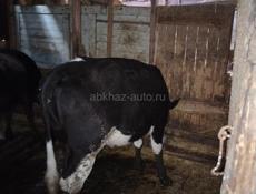 Продам 2 девочек