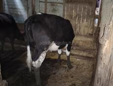 Продам 2 девочек