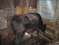 Продам 2 девочек