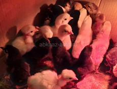 Цыплята 200р