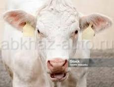Продаётся бычок 