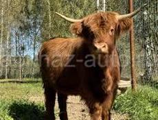 Продаётся бычок срочно 