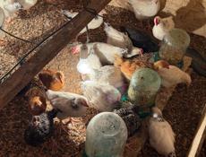 цыплята 