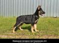Немецкая овчарка