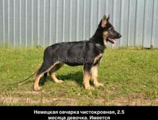 Немецкая овчарка