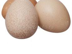Яйцо цесарок 