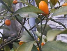 Рассмотрю работу на сезон или же длительно