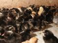 Продаются цыплятв мясо яичной породы суточные