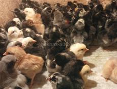 Продаются цыплятв мясо яичной породы суточные