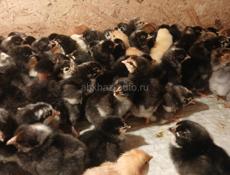 Продаются цыплятв мясо яичной породы суточные